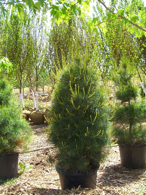 Pine Eastern White For Sale In Boulder Colorado