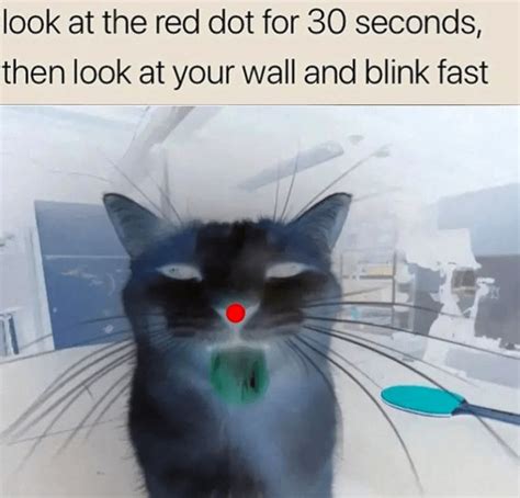 Cursed Cat Meme Subido Por Chemicalrip Memedroid