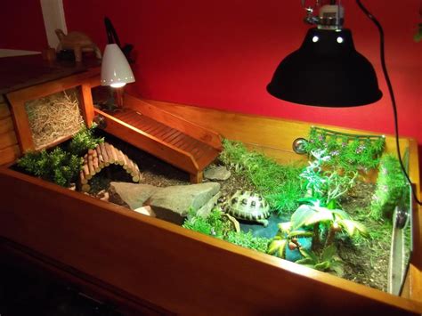 A Few More Pics Of My Tort Ssnakess Reptile Forum Turtle Habitat