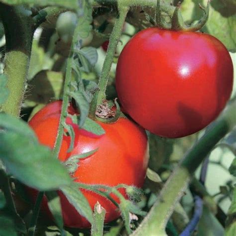 Early Girl Hybrid Tomato Seeds 10 Pack To 100 Pack Etsy In 2021