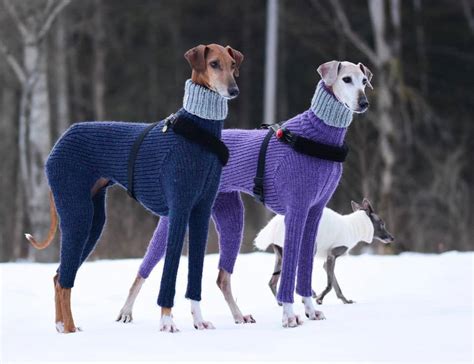 Six Times Greyhounds Wore Sweaters Better Than You Knithacker