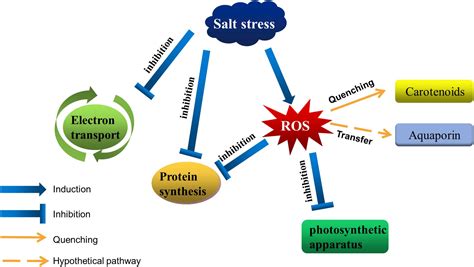 Frontiers Responses Of Membranes And The Photosynthetic Apparatus To
