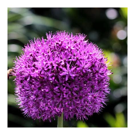 Ail D Ornement Allium Aflatunense Purple Sensation