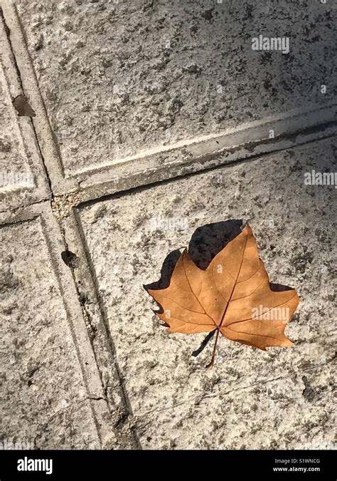 Dry Leaf On Pavement Stock Photo Alamy
