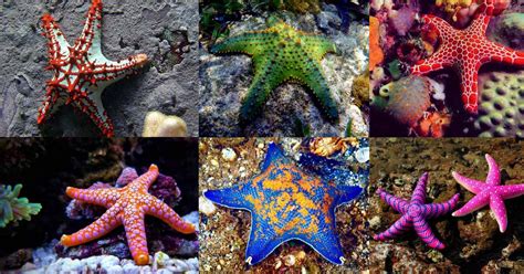 Unveiling The 13 Most Beautiful Starfish Species Odd Facts