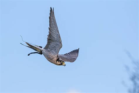 Peregrine Falcon Stock Photos Pictures And Royalty Free Images Istock