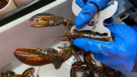 Hundreds Of Undersized Lobsters Seized From First Nations Vessel In