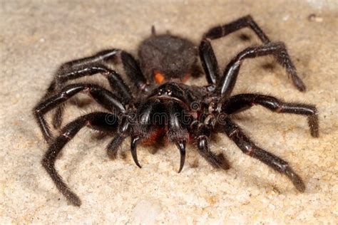 Sydney Funnel Web Spider Stock Image Image Of Highly 267263519