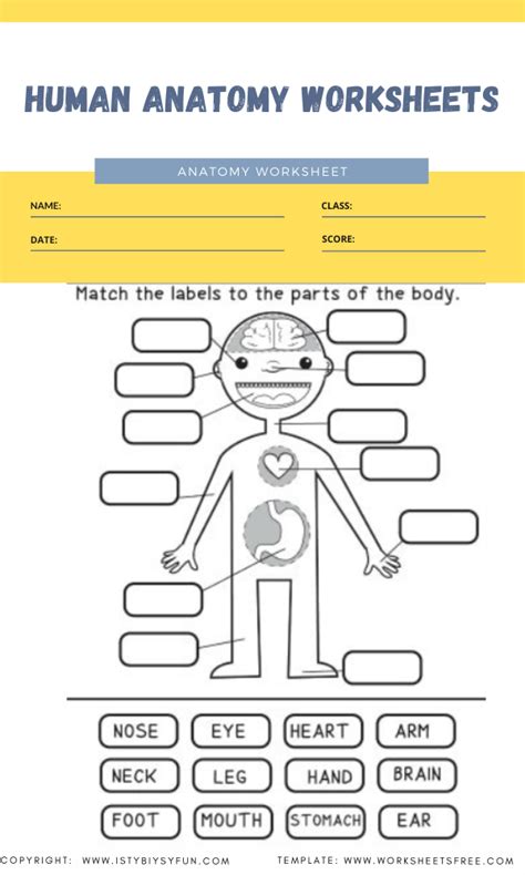 Printable Anatomy Worksheets