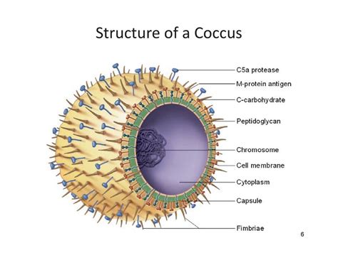 Structure Of A Coccus Diagram Quizlet