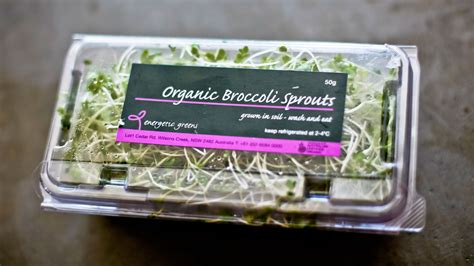 Broccoli Sprouts Organic Sprouts And Microgreens
