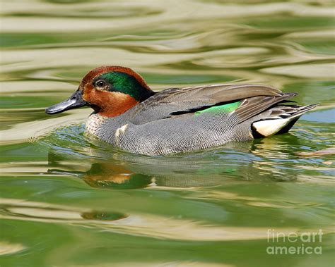 Green Winged Teal Drake Photograph By Timothy Flanigan Pixels