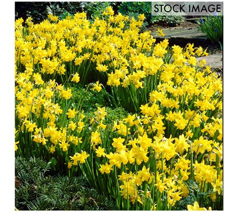 Van Zyverden Daffodils Tete A Tete Set Of 25 Bulbs