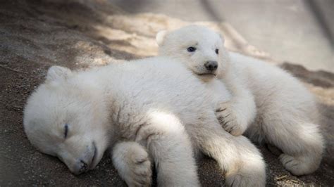 First Baby Photos Of Columbus Zoo Polar Bear Cubs Wear