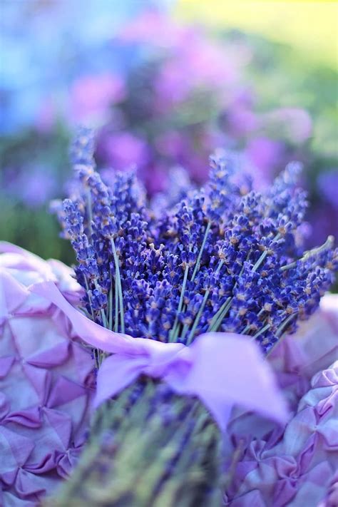 Lavender Fresh Flowers Herbal Natural Aroma Healthy Purple