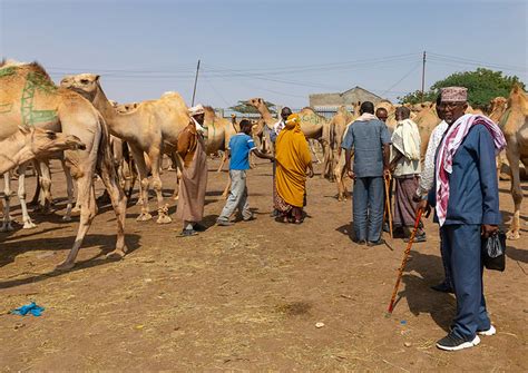 Somali People In A Camel Market Woqooyi Galbeed Region Hargeisa Somaliland A Photo On