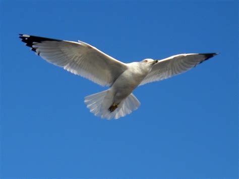 White Rock Lake Dallas Texas Birds In Flight The Ring Billed Gulls