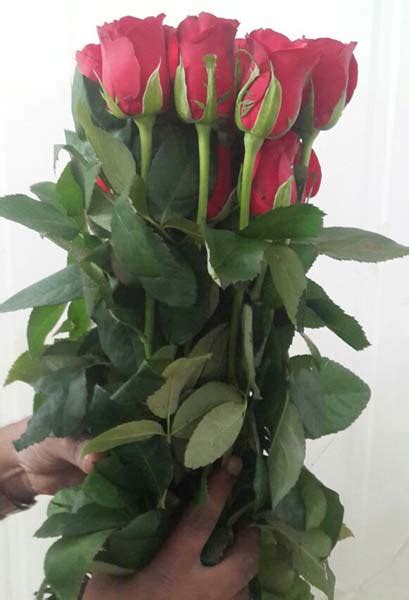 Fresh Red Rose Flower By Vetrivelu Exports Fresh Red Rose Flower From Chennai Id 1516343