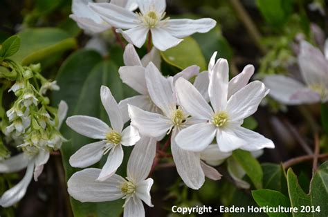 Shop our great selection of container clematis & save. THE EVERGREEN CLEMATIS - Clematis armandii |The Garden of ...