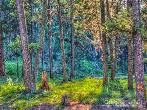Late Afternoon In The Forest Near River Junction Greg Goodman