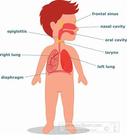 Respiratory System Clipart Anatomy Lungs Labeled Kid