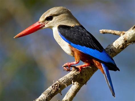 Animals In Cape Verde Discover Cape Verde