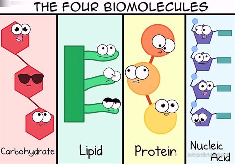 Biomolecules Diagram Quizlet