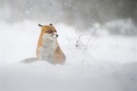 Red Fox Sitting On Snow Land In Wintertime Blizzard Stock Image Image