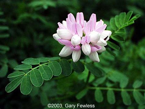 Invasive Plants Of Wisconsin Coronilla Varia Crown Vetch