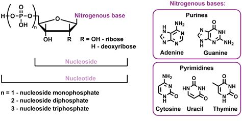 Nucleosides And Nucleotides Symeres