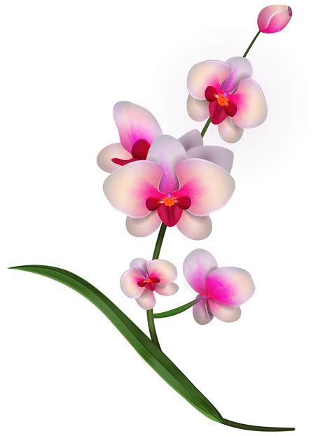 Orchid clipart orchid flower, Orchid orchid flower ...