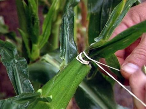 Insects are a major limiting factor in commercial insects may spread plant diseases in the following ways: Tips for Protecting Corn From Disease, Pests and Animals | DIY