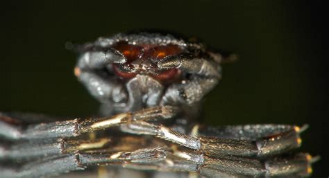 Cephalotes Ant Mimicking Spider Aphantochilus Rogersi 1 Flickr