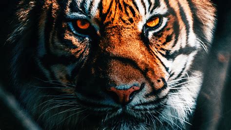 1366x768 Tiger Close Up Laptop Hd Hd 4k Wallpapersimagesbackgrounds