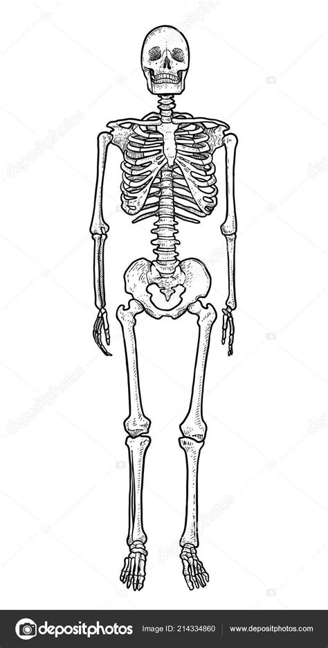 22 Ideas De Esqueleto Esqueleto Esqueleto Humano Dibujo Del Reverasite