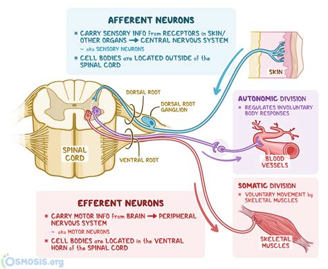 Afferent Vs Efferent Neurons What Are They Structure And More Osmosis