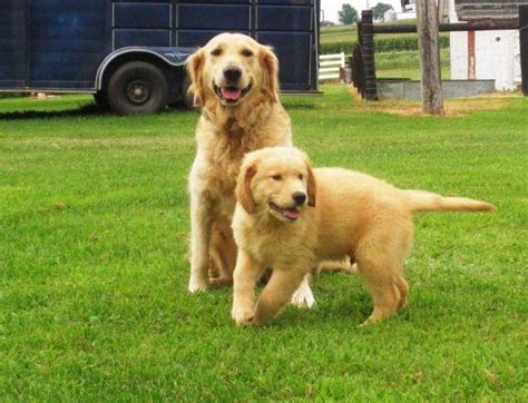 Purebred Golden Retriever Puppies Available Now For Sale In Iowa City