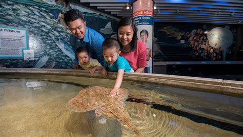 As The National Aquarium Turns 35 Focus Shifts From Captivity To