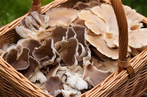 A Sure Proof Guide On How To Identify And Pick Oyster Mushrooms