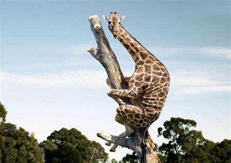 Funny Crazy Giraffe Joke Pictures Climbing Tree Picture Writing