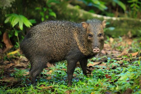 Peccary Pigs Are Often Seen At Playa Cativos 1000 Acre Rainforest