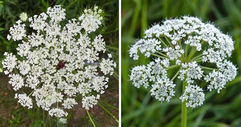 Queen Annes Lace Vs Poison Hemlock Poison Or Not