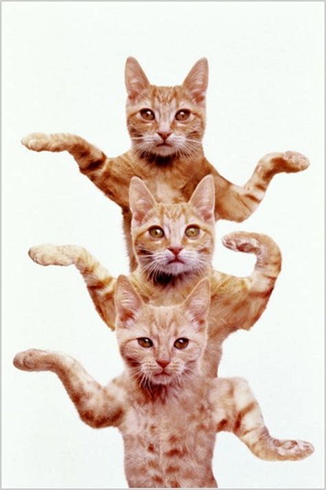 Dancing Cats Dancing Cat Egyptian Cats Cute Cats