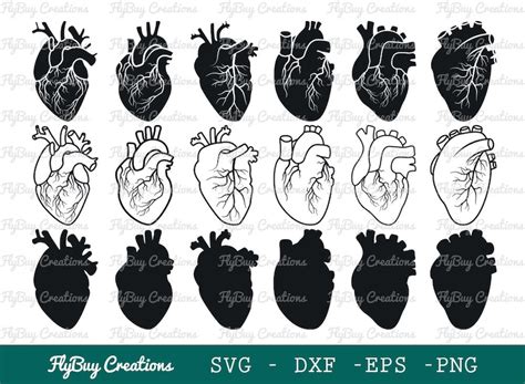 Realistic Heart Svg Bundle Anatomical Heart Real Human Heart Cardiology