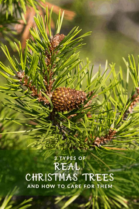 3 Types Of Real Christmas Trees And Care Tips Mommys Memorandum