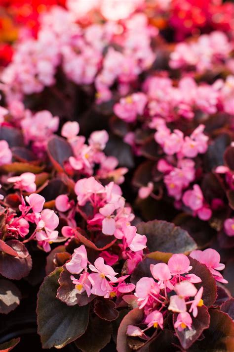 With annual pruning, the plant should grow no bigger than four feet tall and three feet wide. 15 Best Annual Flowers - Annual Flowers List