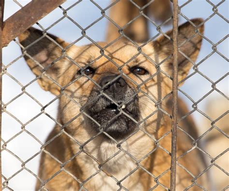 Angry Dog Behind A Fence Stock Photo Image Of Wild 101918300