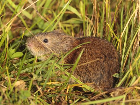 Mouse Vole Or Rat All Things Uk