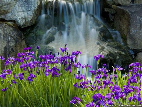 Field Of Purple Iris Flowers Near Waterfall Passion For
