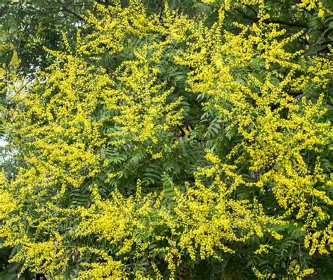Koelreuteria Paniculata Golden Rain Tree
